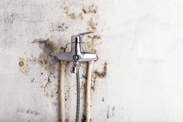 Best Mold Removal Near Me  in Burgaw, NC