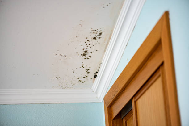 Attic Mold Removal in Burgaw, NC