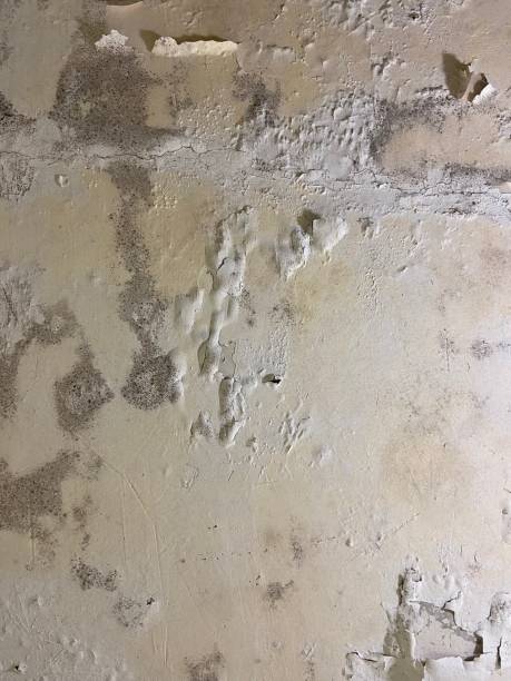 Best Emergency Mold Removal  in Burgaw, NC